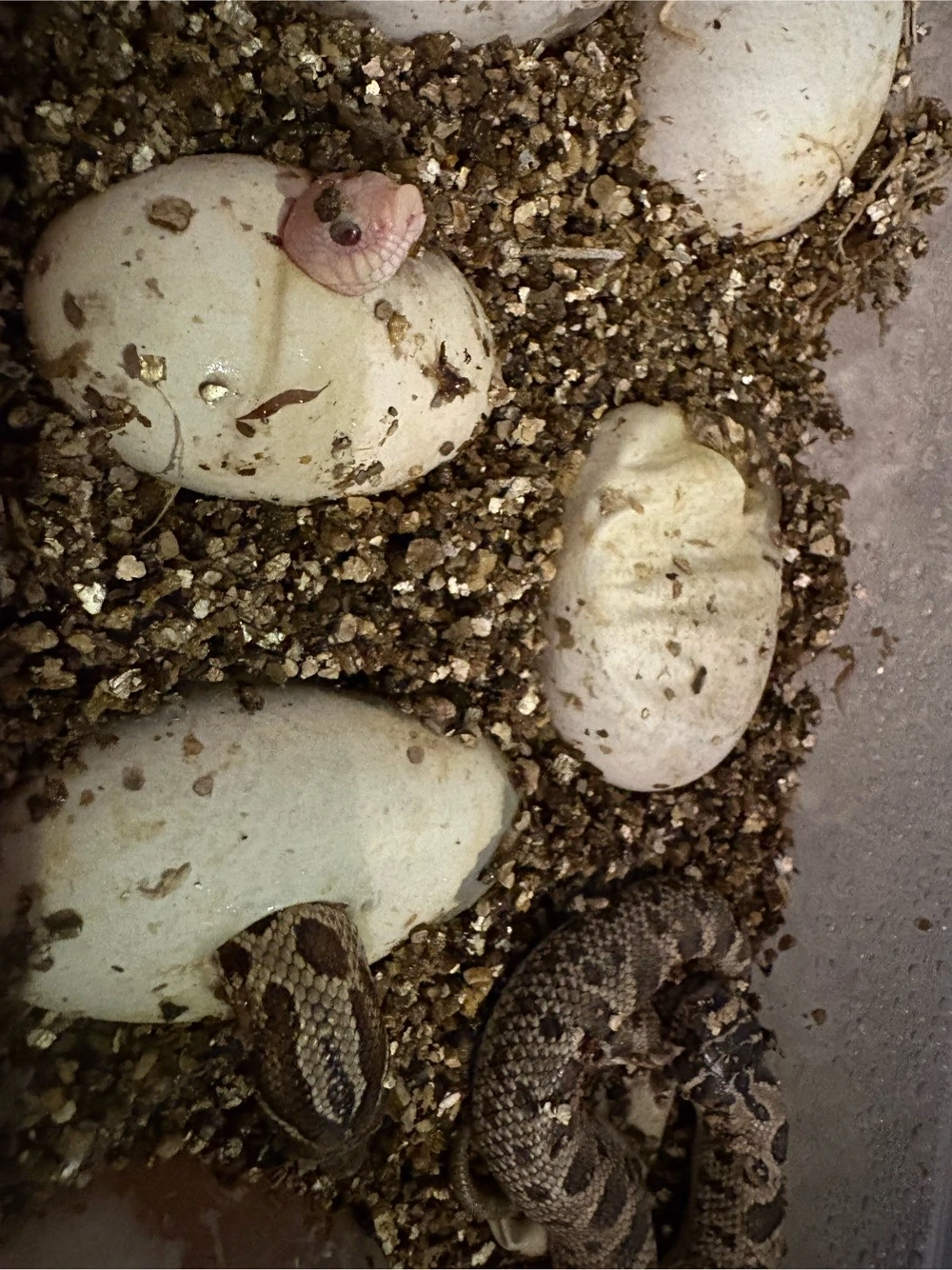 Heterodon Nasicus Hakennasennatter Lucy 