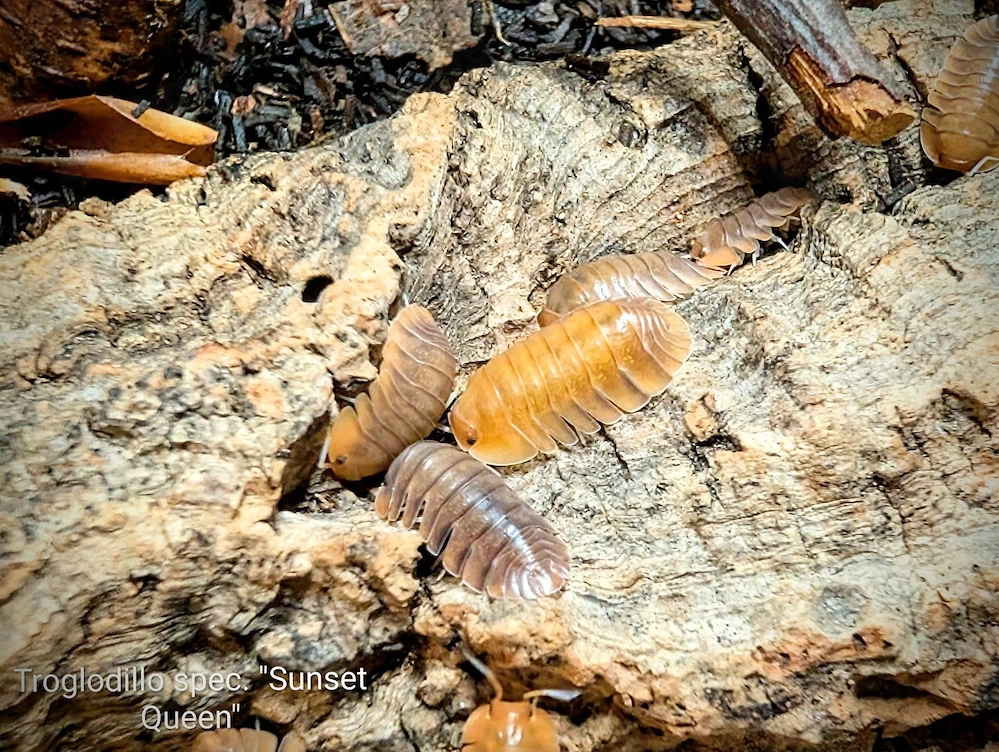  Troglodillo sp. Sunset Queen Asseln 