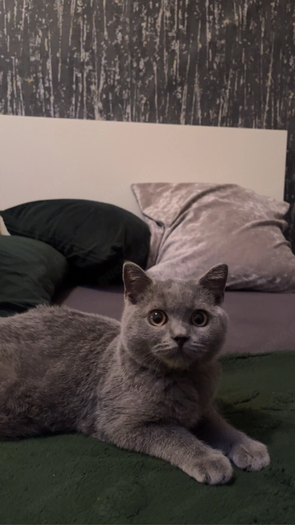 BKH Kater   14 Wochen alt   neues Zuhause gesucht