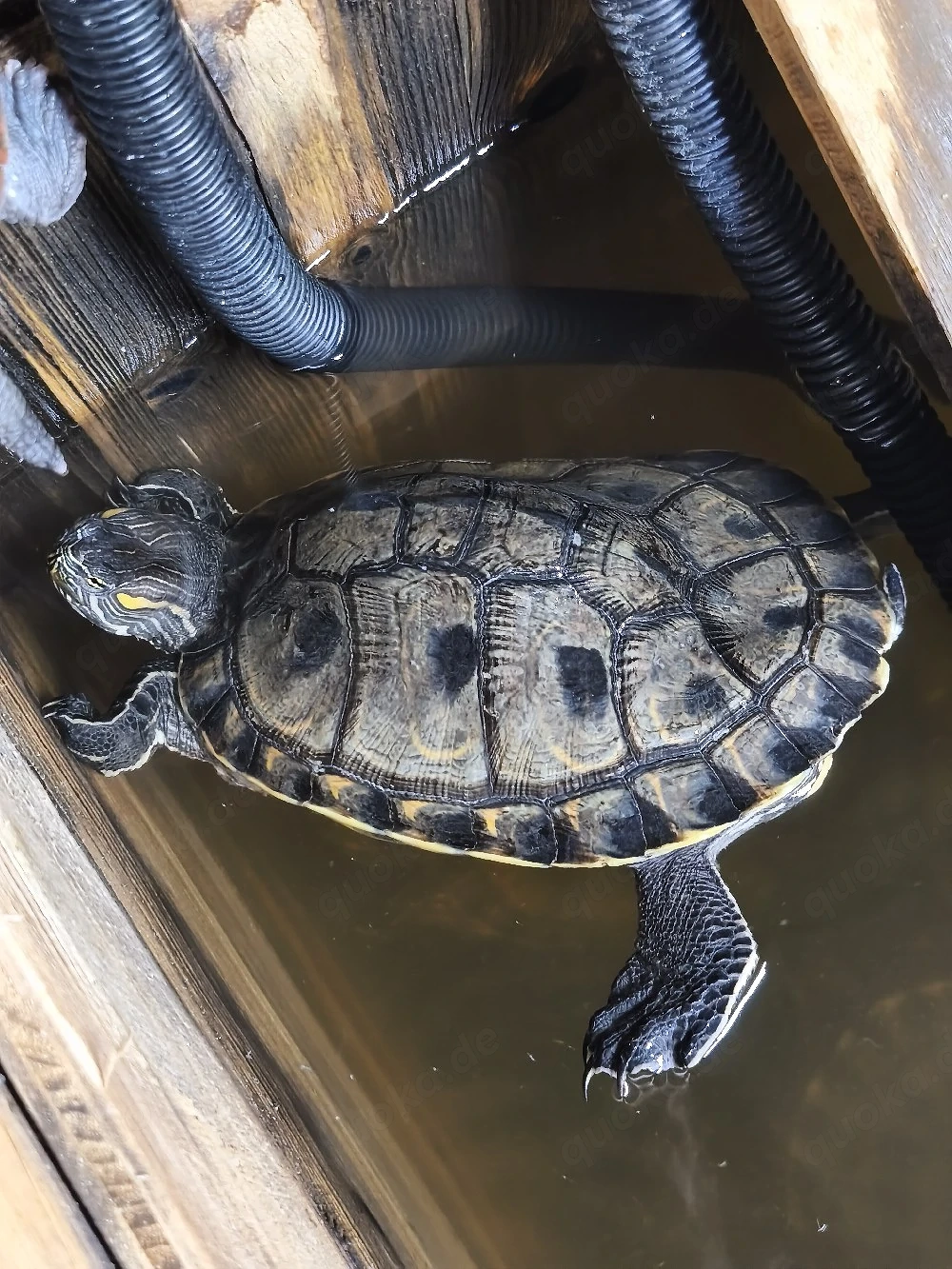 Trachemys grayi emolli (Kein Schutzstatus!)