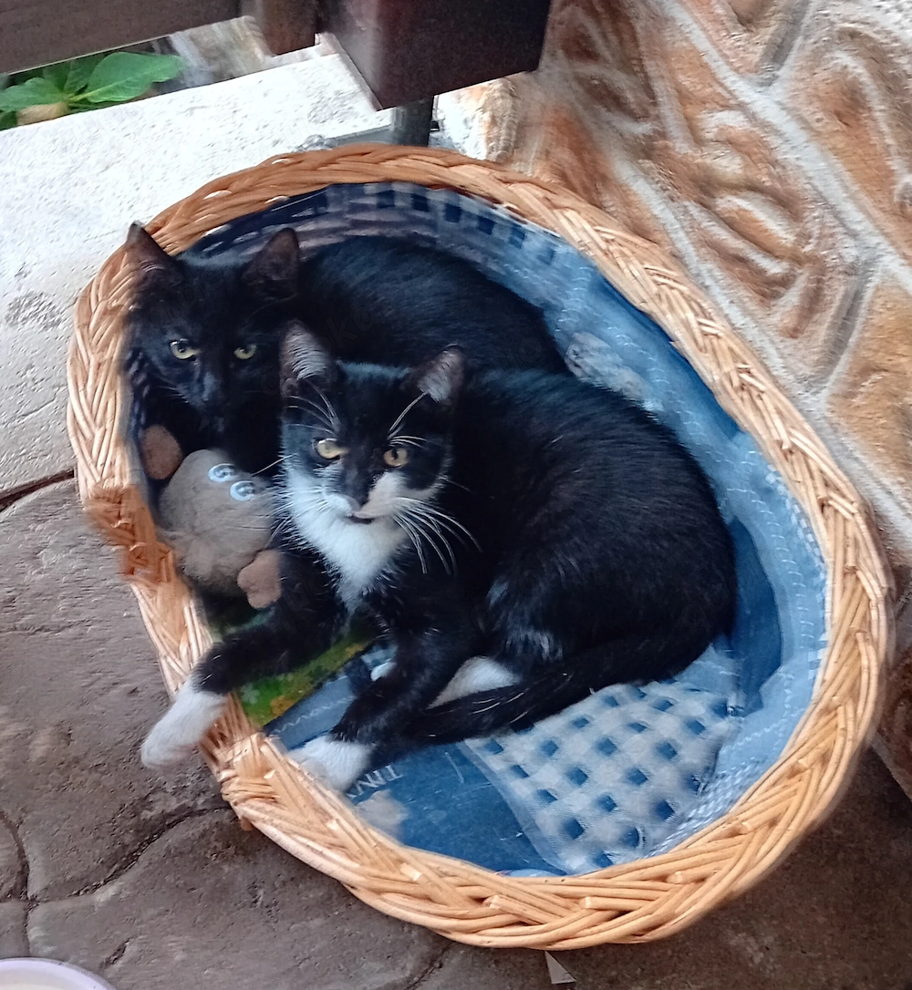Junge Katzen suchen Zuhause 