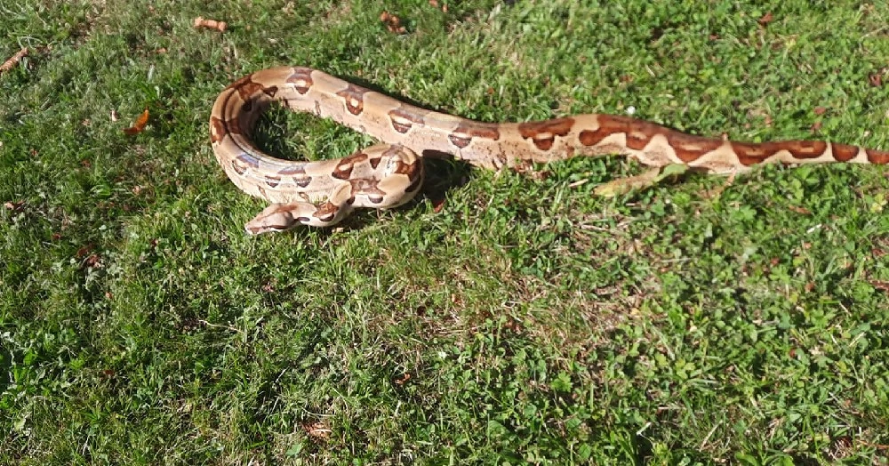 Boas abzugeben 
