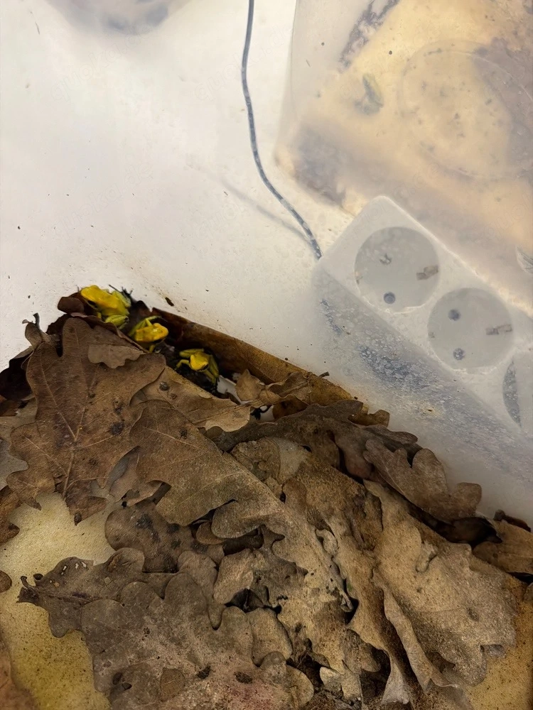 Phyllobates terribilis gelb Nachzuchten