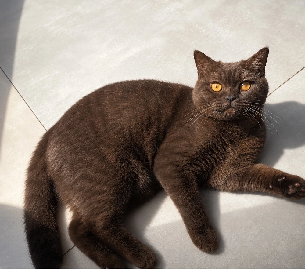 Bkh Deckkater braun