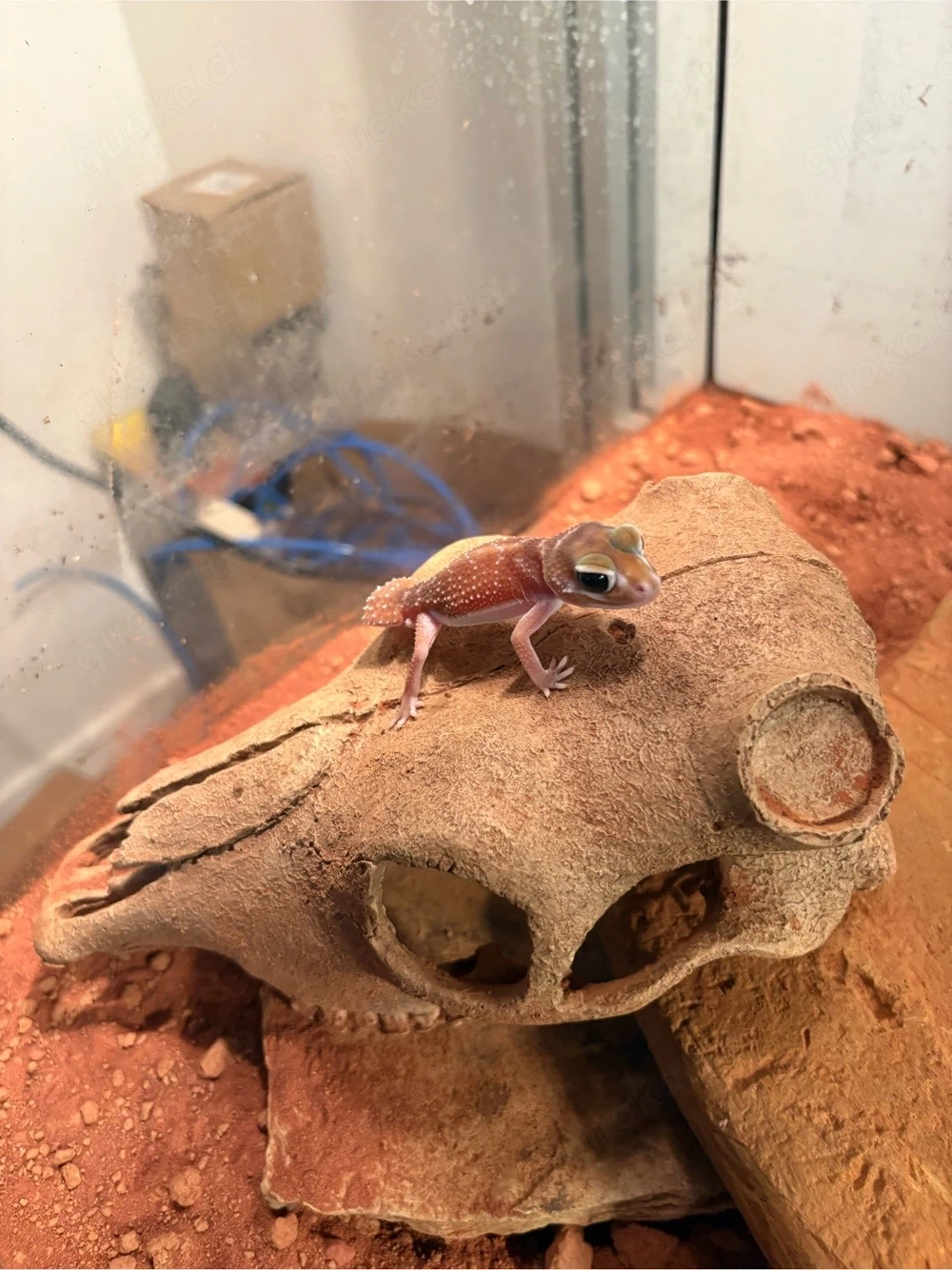 Nephrurus levis 1.1