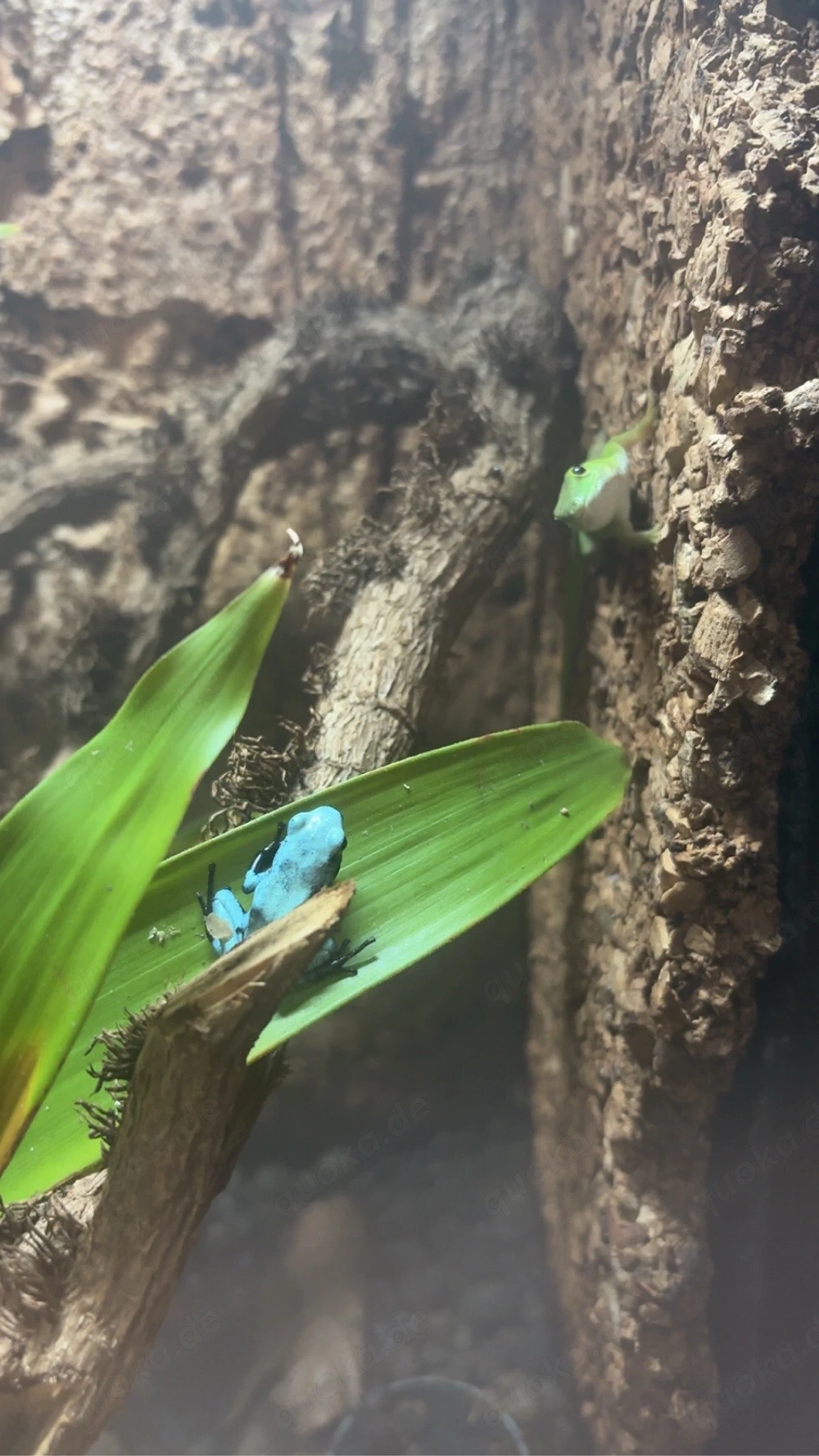 Phelsuma Pakeries 1.1.2