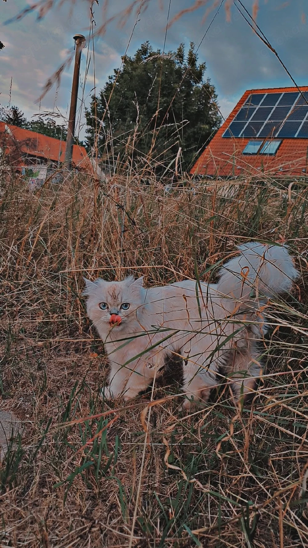 Bisho sucht eine liebevolle Katze zur Paarung