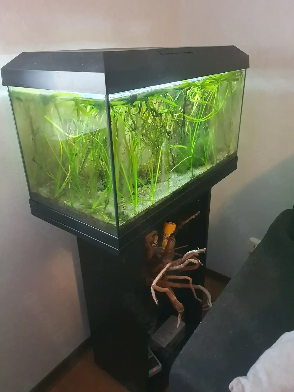 Kleines Aquarium 60 l für Selbstabholer 