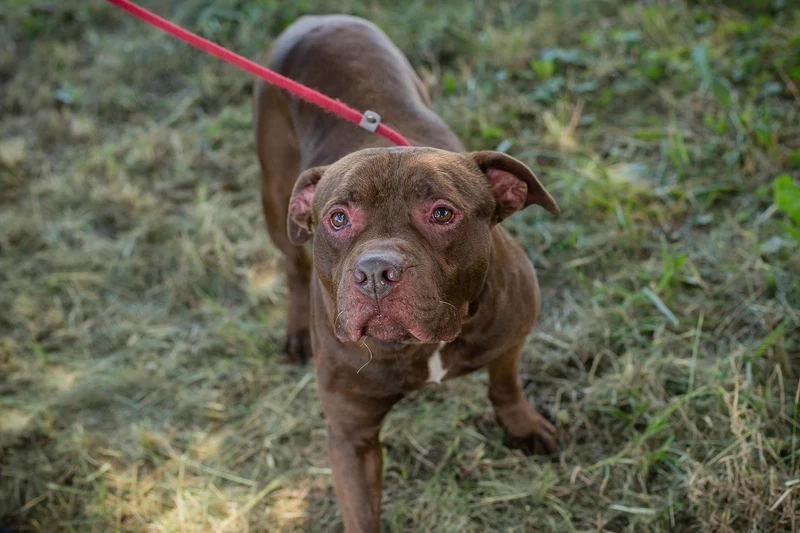 *BALOU* Der Hundeopi sucht ein liebevolles Zuhause