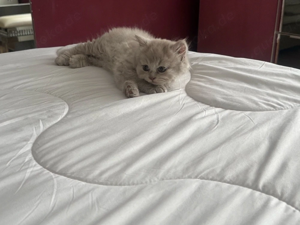 britisch Langhaar Katzen