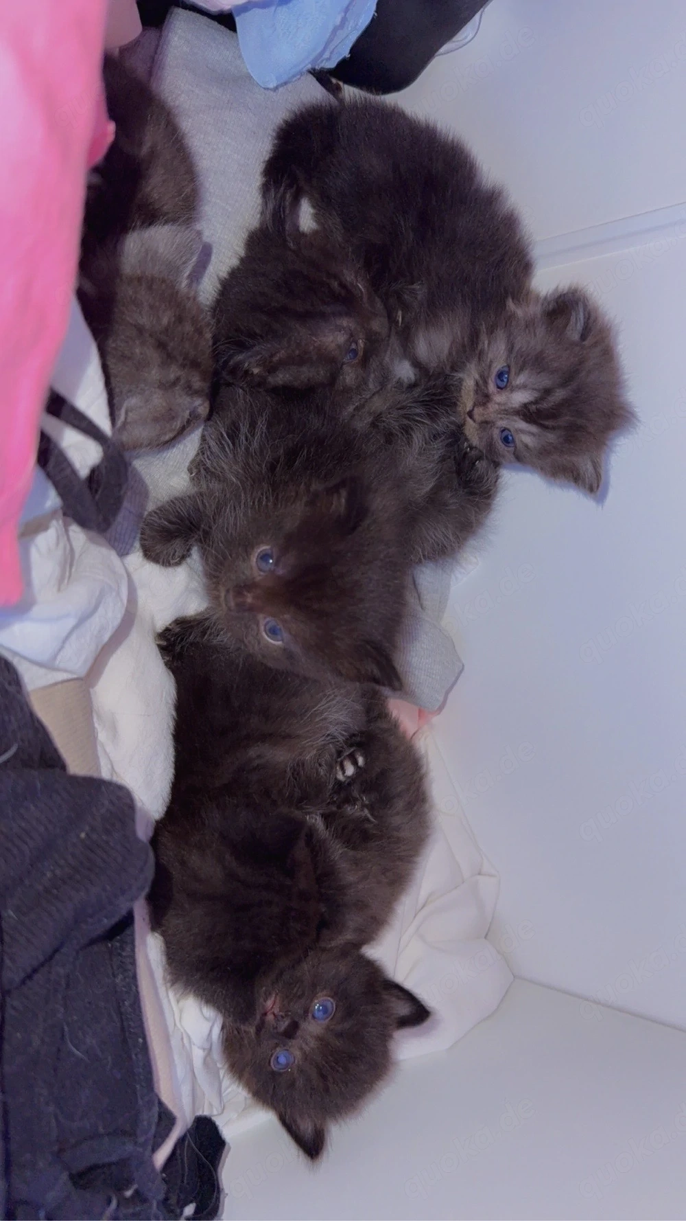 Ragdoll-EKH Mix Kitten