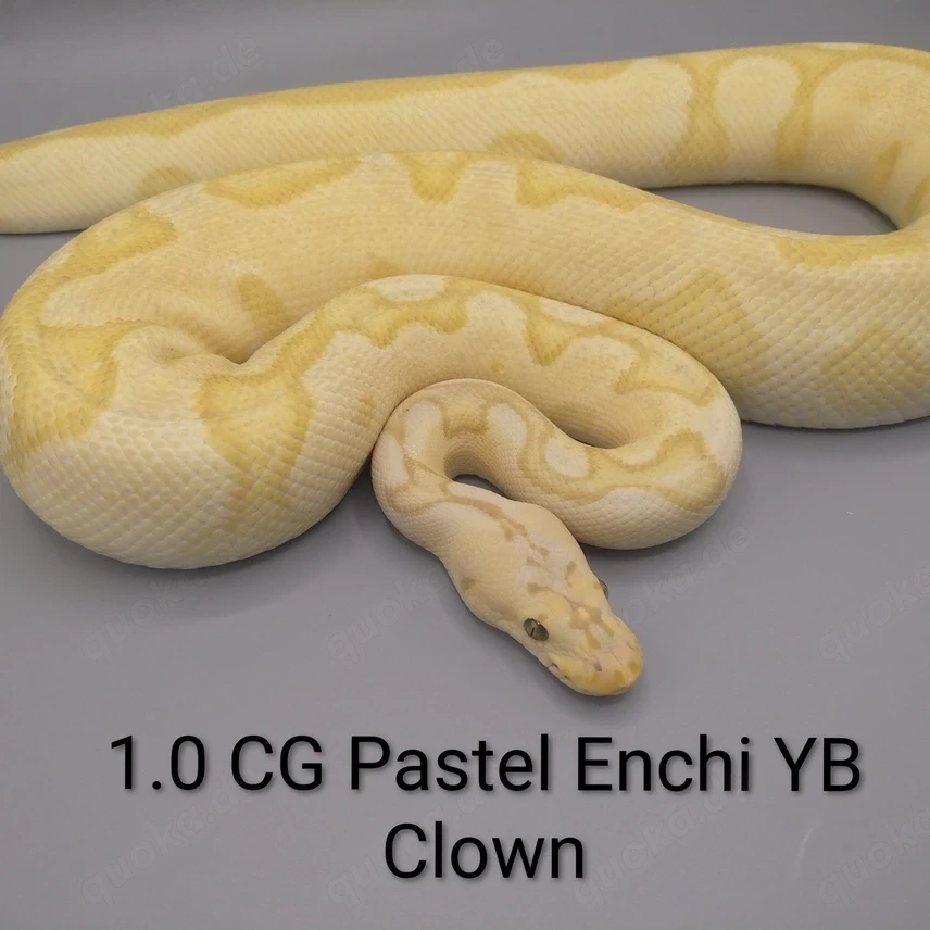 Königspython python regius 1.0 Coral Glow Pastel Enchi Yellow Belly Clown Zuchtmännchen