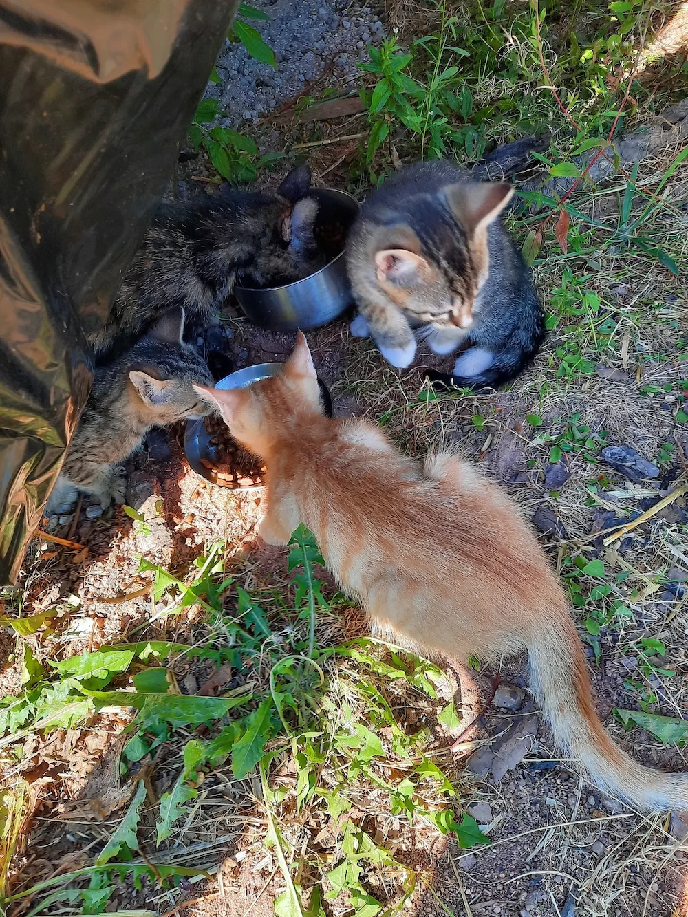 Babykatze, Bauernhofkatzen ab sofort abzugeben 