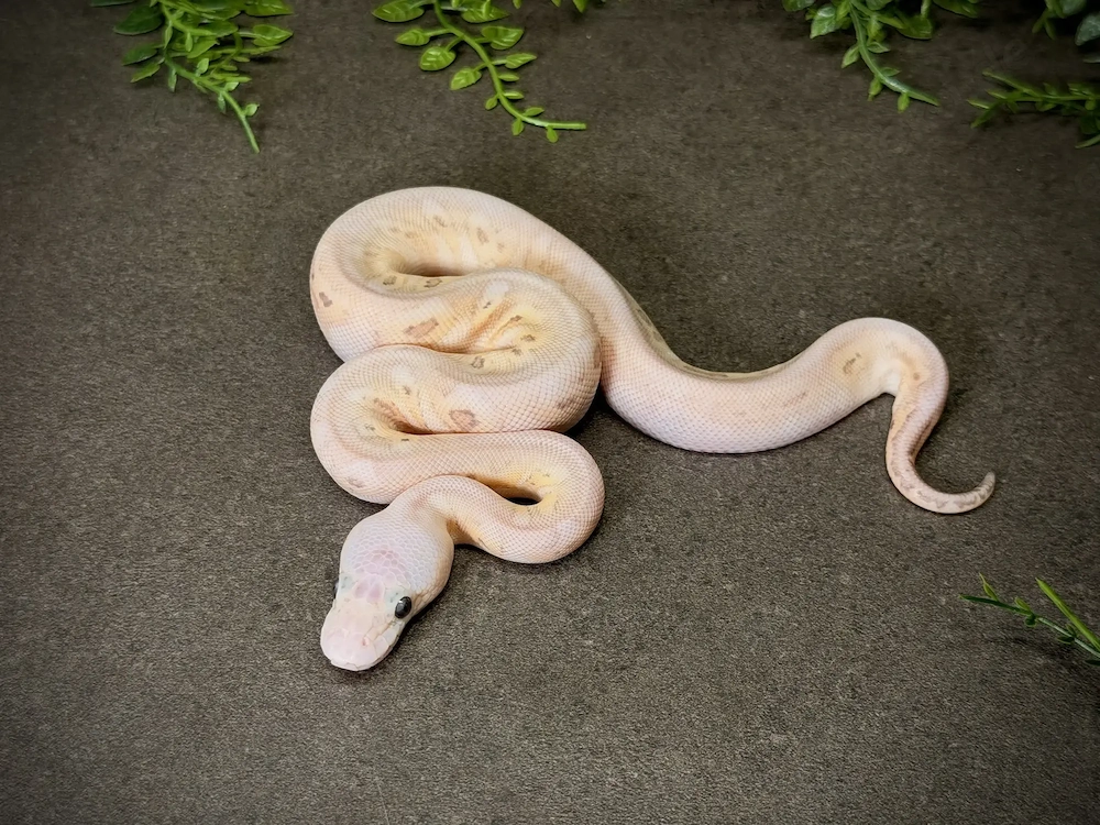 0.1 Super Pastel Black Pastel Banana Wookie Clown Königspython