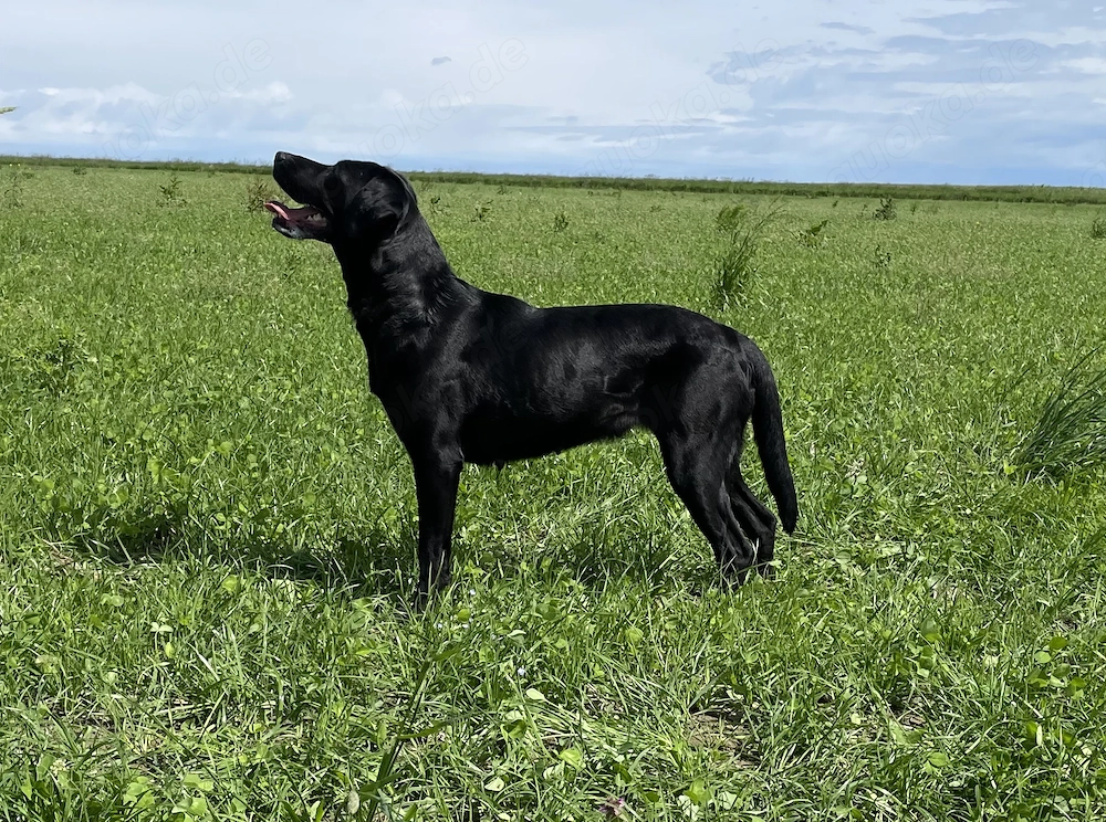 Ältere Labradorhündin in beste Hände abzugeben