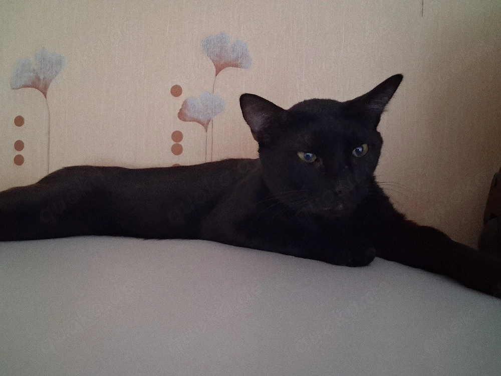 kater 1 jahr alt 