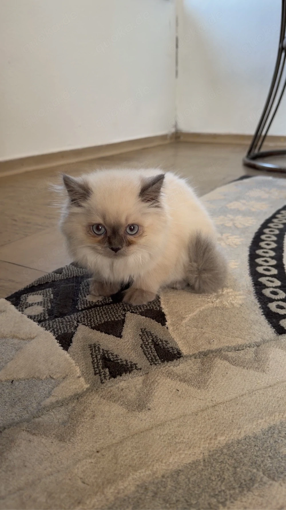 BKH Britisch Langhaar Kitten