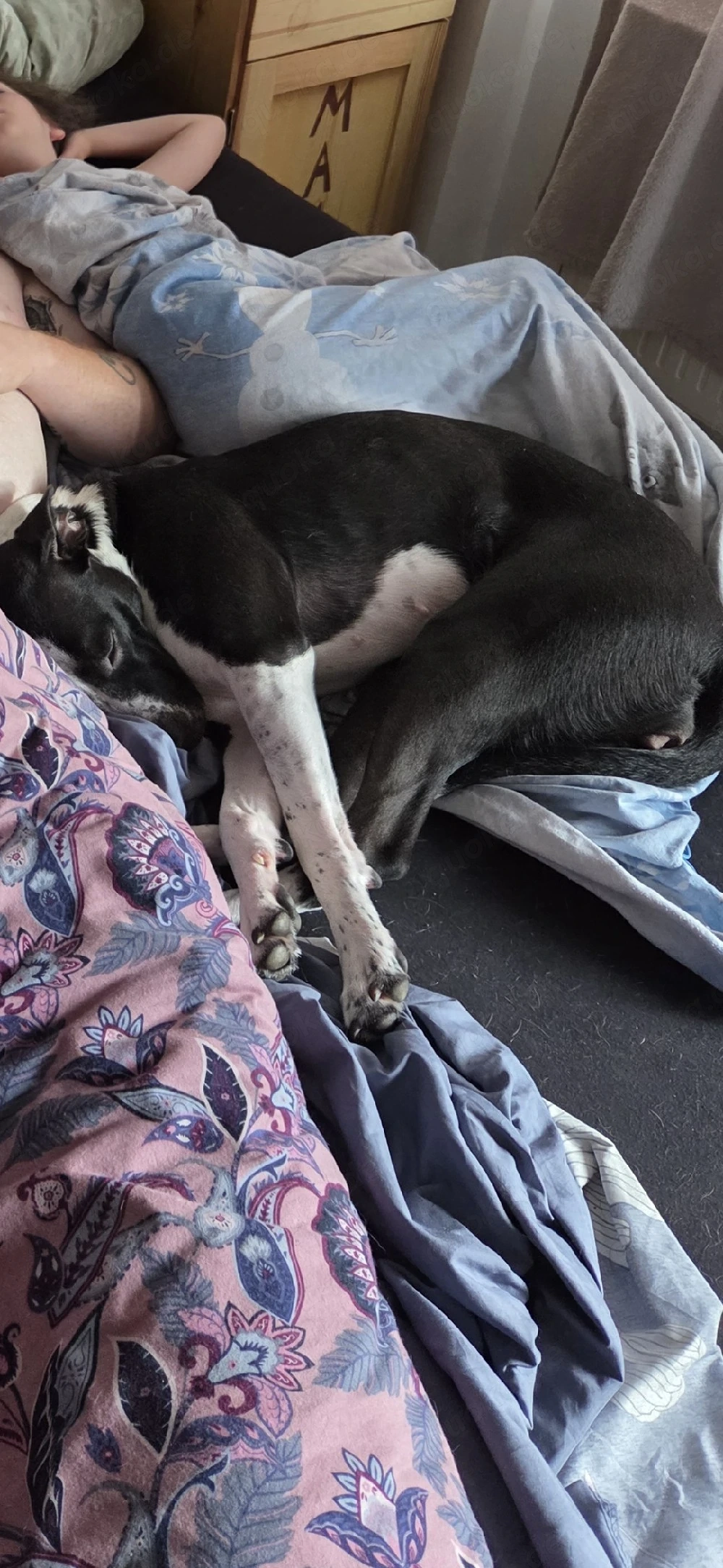 luna sucht ein neues zuhuase 
