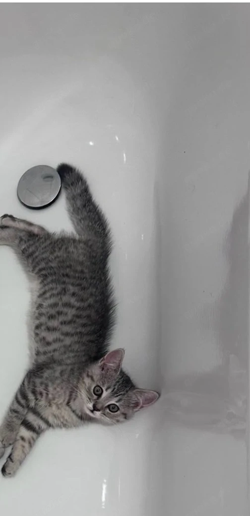 Kitten Britisch Kurzhaar (BKH)