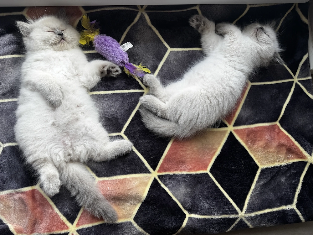 Wuschelige Britisch Kurzhaar Kitten BKH