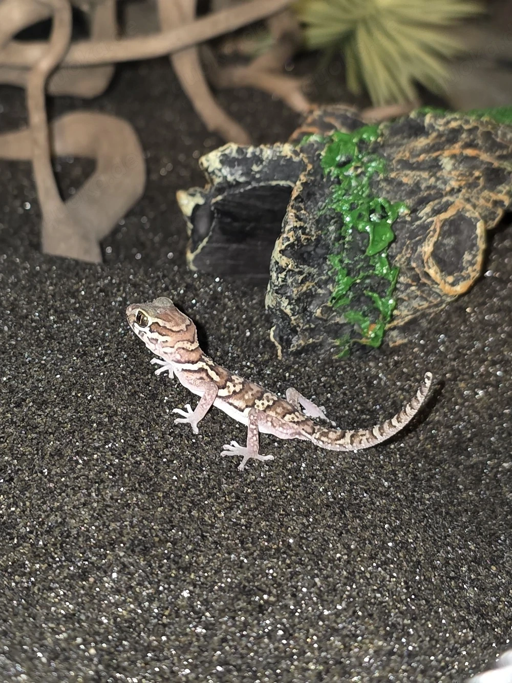 Paroedura picta Weibchen 0.2