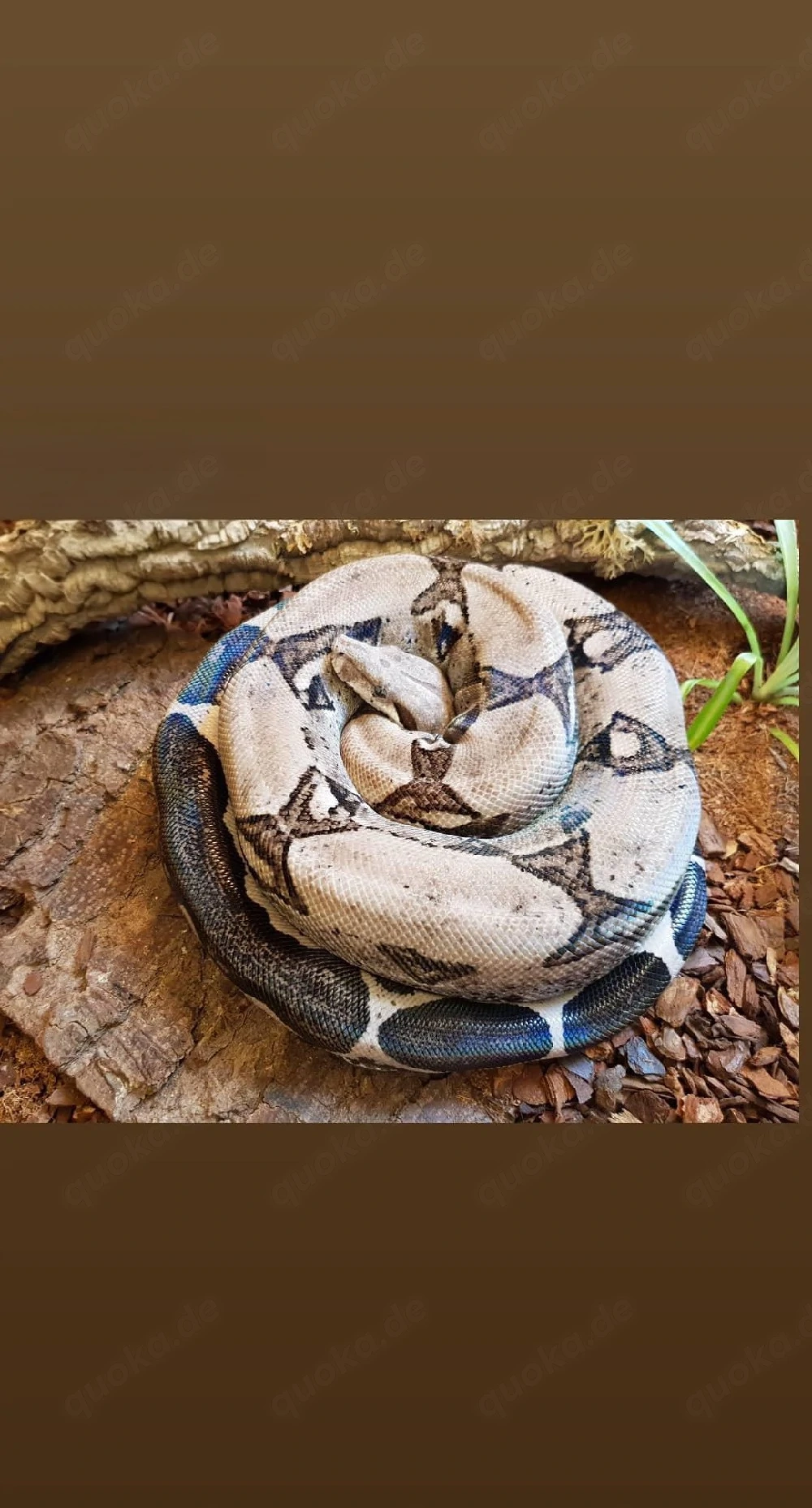 1.0 Boa constrictor imperator Anery Type 1 NZ 2011 mit Herkunftsnachweis 