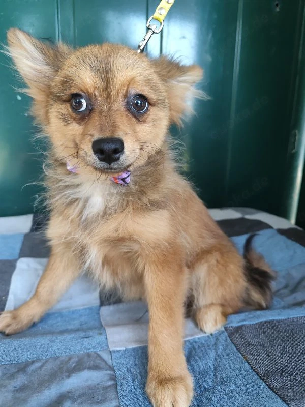 38 L - Spitz Mix-Welpe - Ich bin lieb, verspielt und fröhlich, aber anfangs noch etwas zurückhaltend