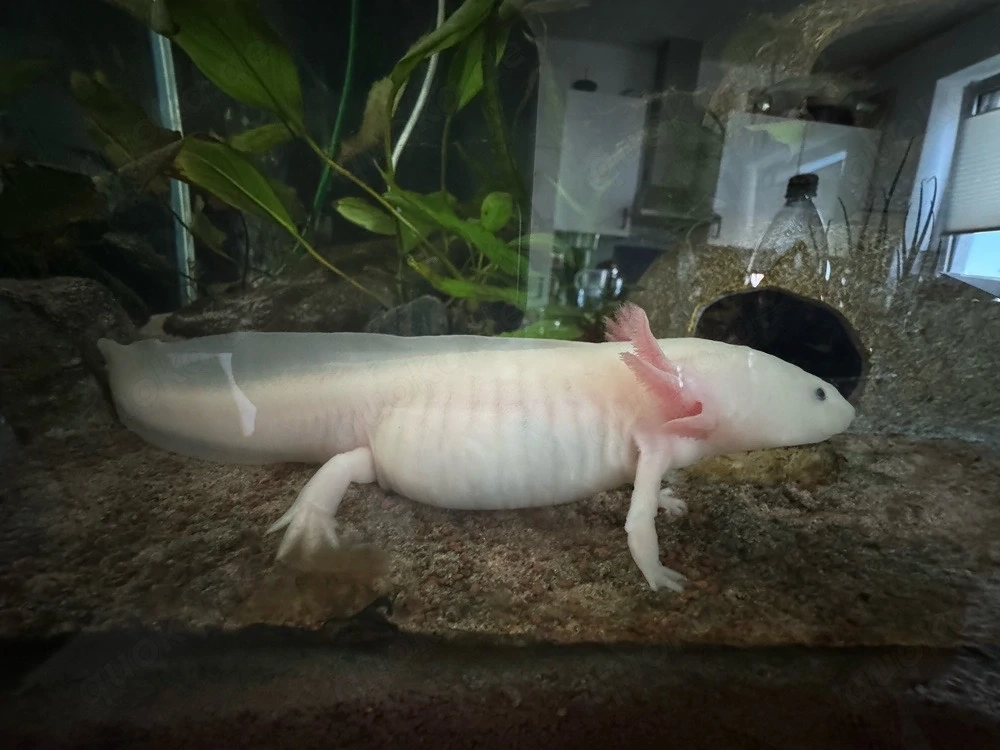 2 Axolotl zu verkaufen