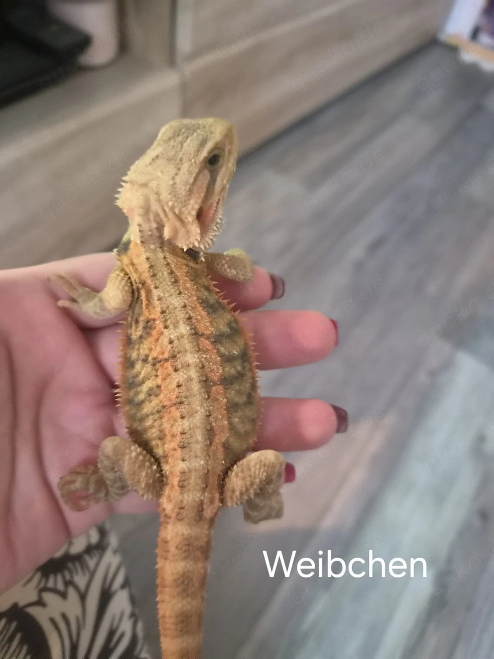 Farb-Bartagamen Jungtiere (pogona vitticeps) NZ 05 2026