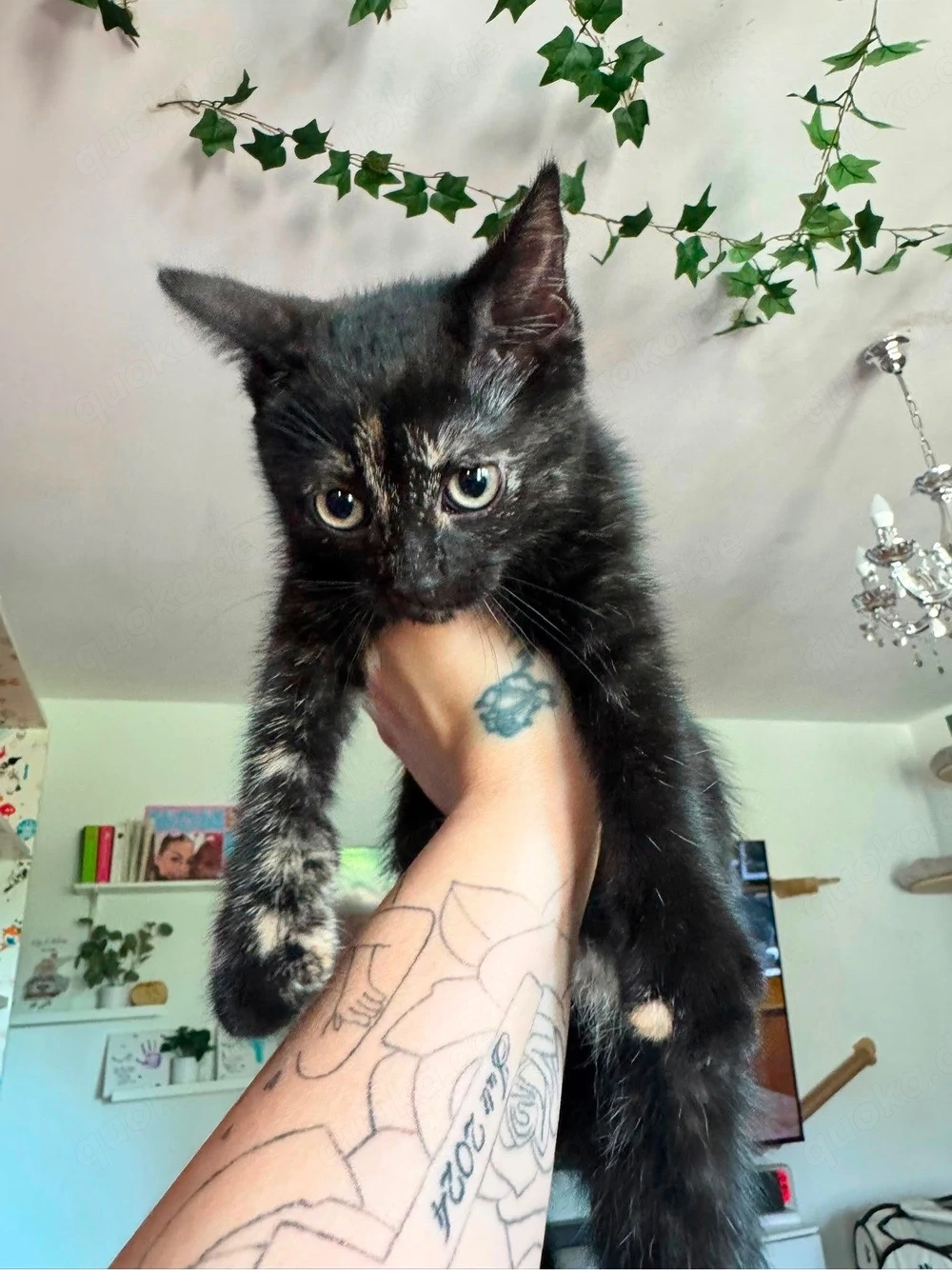 bkh männchen kitte 