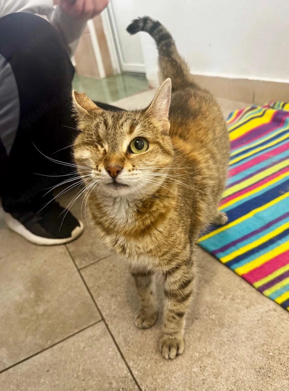 Pippa sucht ein Zuhause