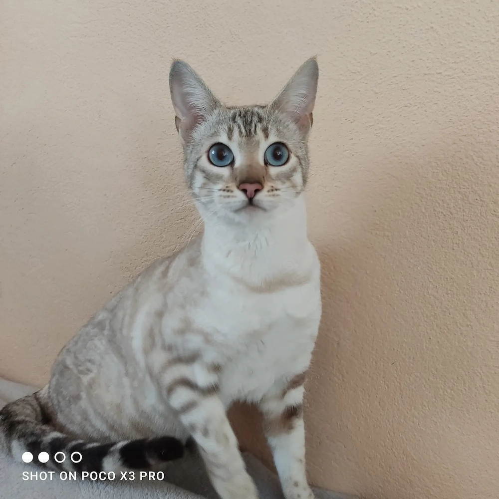 Reinrassige Bengal Katze mit Stammbaum. 