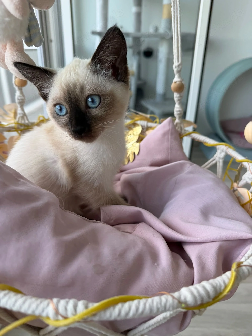 Wunderschönes Siam-Mix Kitten sucht liebevolles Zuhause 