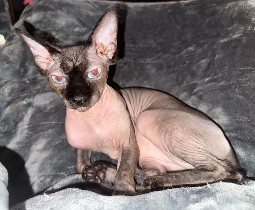 Sphynx Geschwister