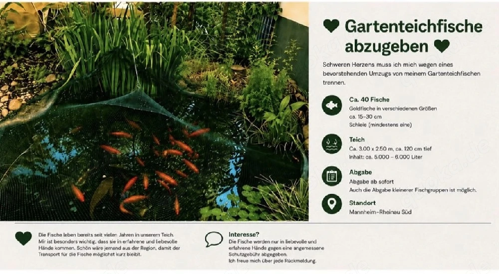 Gartenteichauflösung - Goldfische & Schleie in Mannheim
