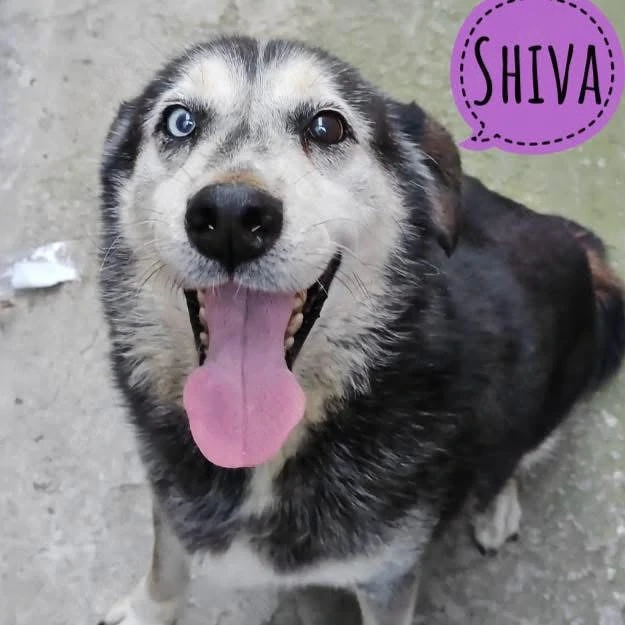 Shiva, wunderschöne Polarhund Mix Hündin