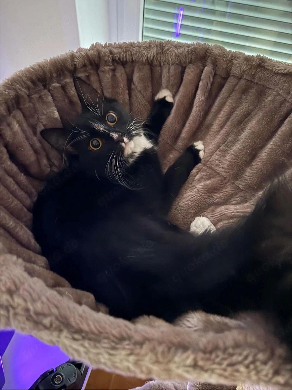 Maine Coon Mix Kätzin
