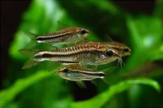 Zwergpanzerwels - Corydoras pygmaeus je nur 2,40