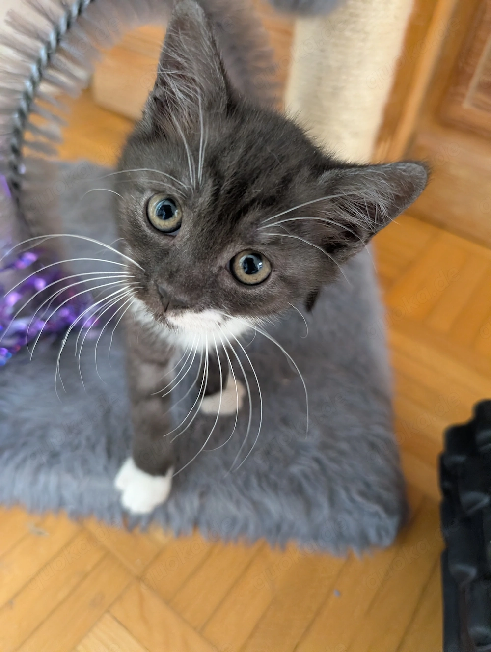 BKH-Mix Kitten suchen neues Zuhause 