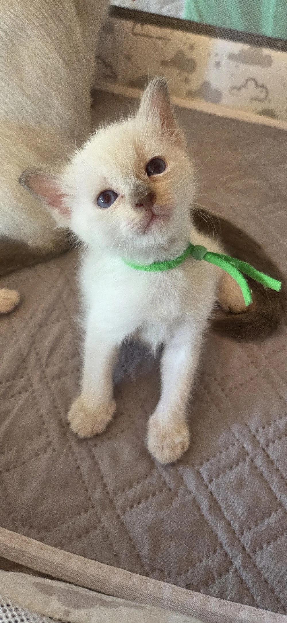 Siamkitten Thaikitten Lilac und Chocolate Point 