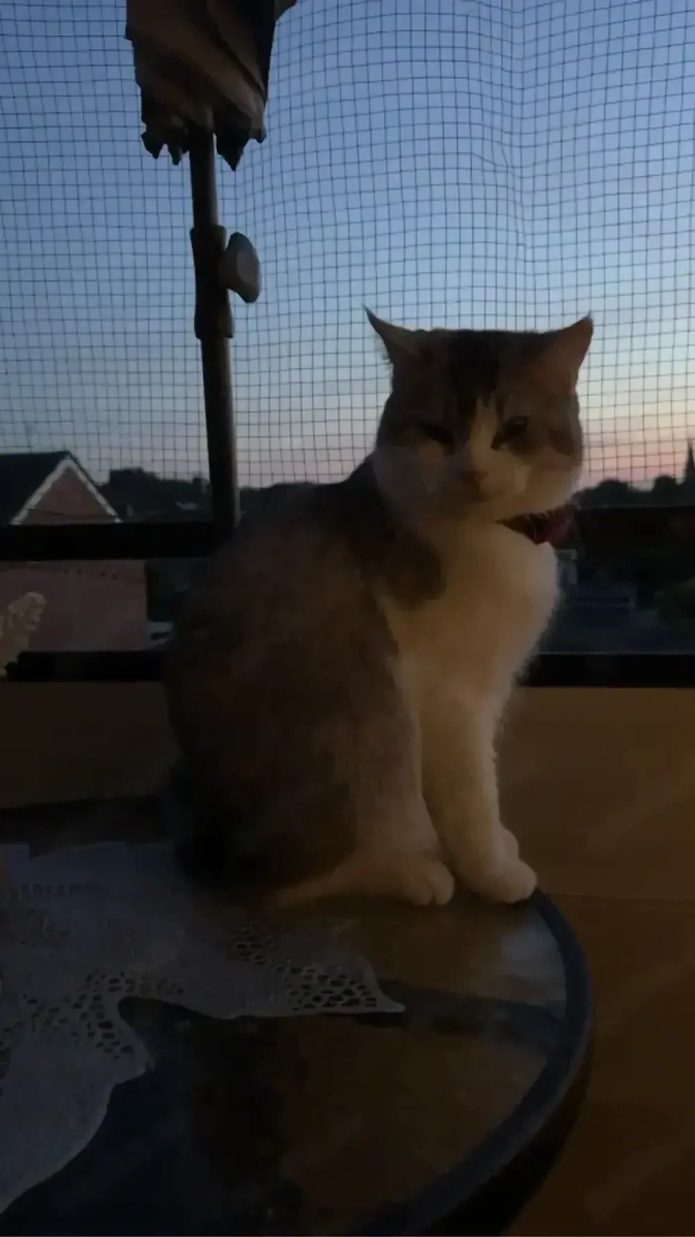 katze zum verkaufen