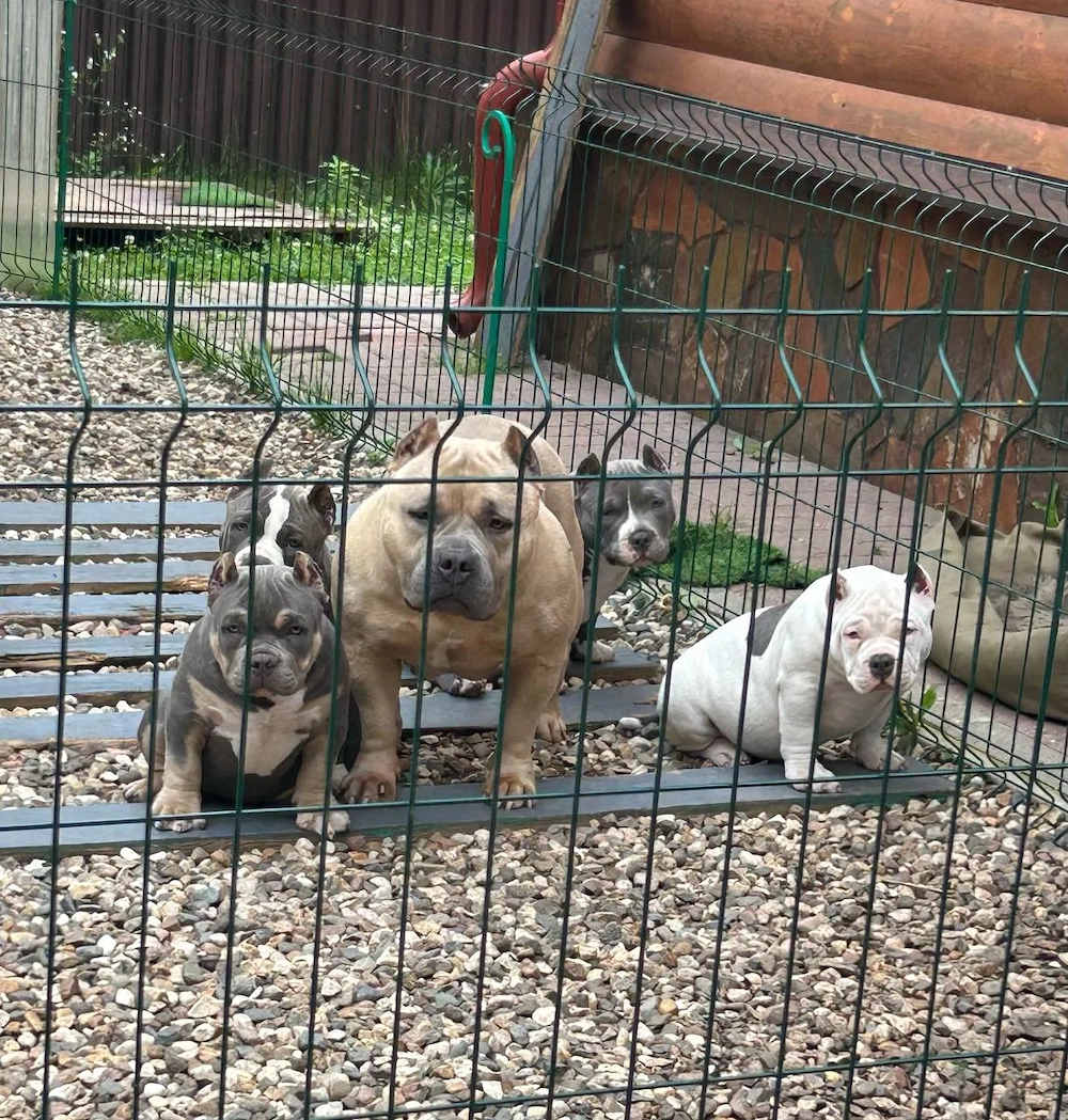  American Bully Welpen suchen ihr Für-immer-Zuhause