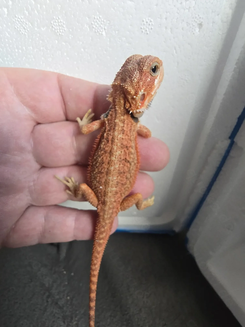 Hypo Trans Blood Red Dunner het Genetic Stripe 