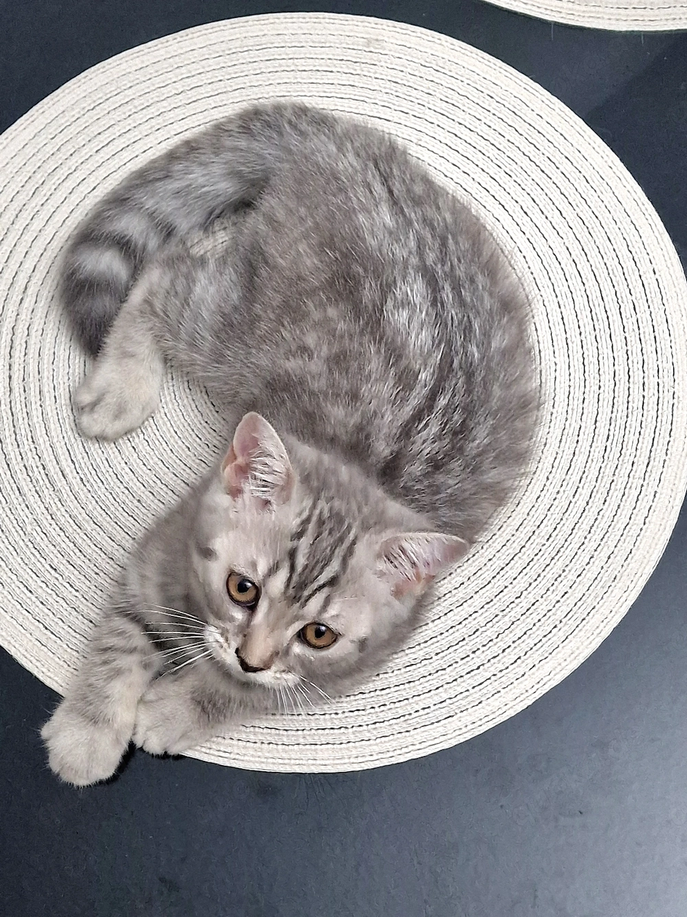 BKH Kitten Katzenbaby abzugeben