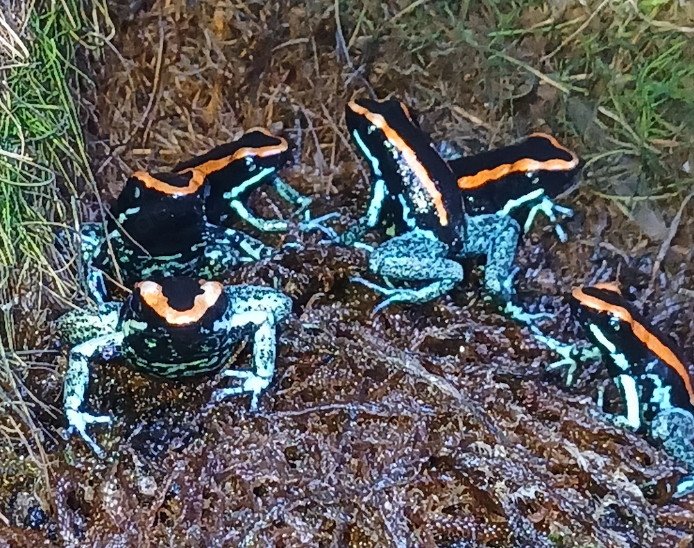 Phyllobates vittatus 