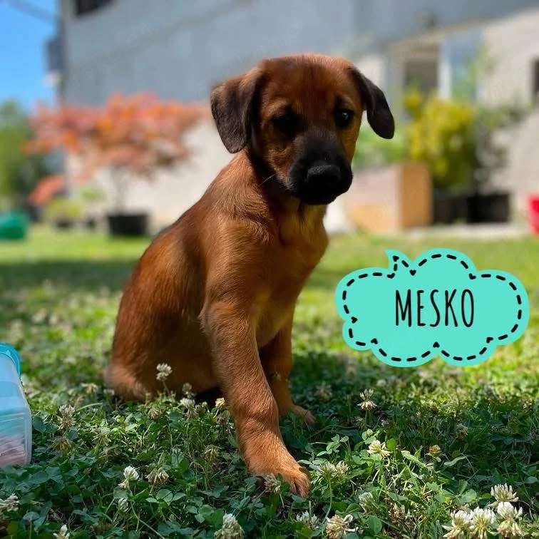 Mesko, zuckersüßer Mischlings Welpe