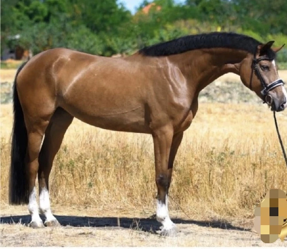 Freizeitpferd 