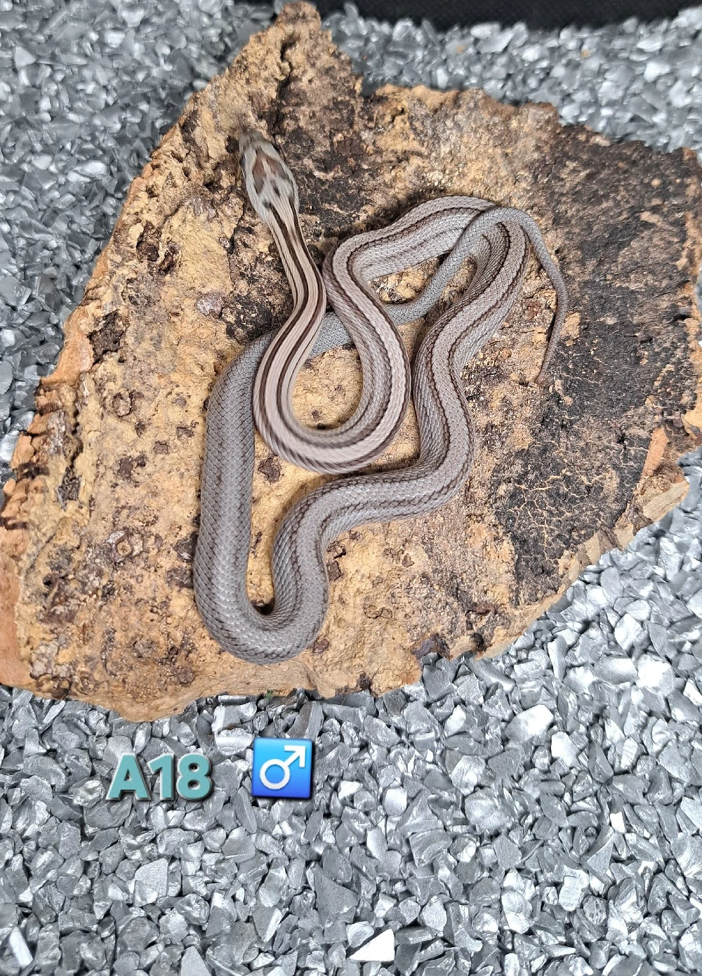 Kornnatter Anery Striped