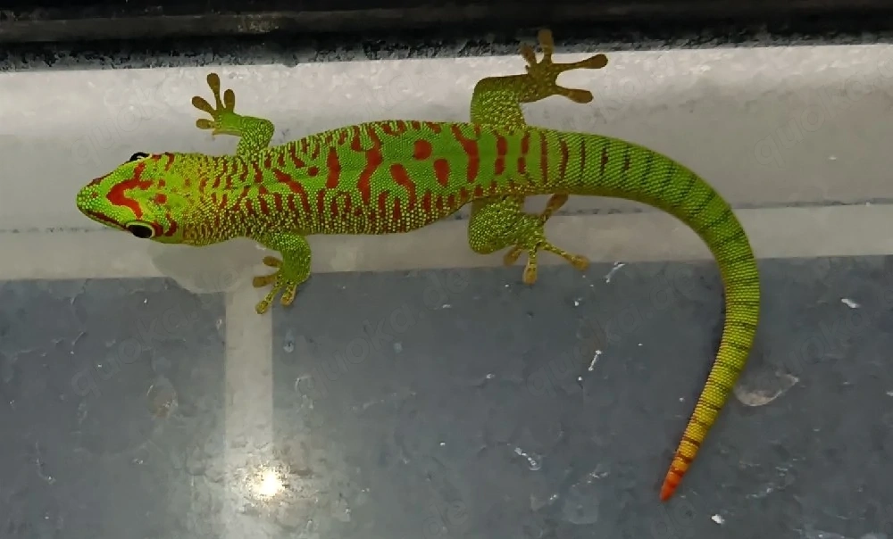 Jungtiere Madagaskar Taggeckos - Phelsuma Grandis