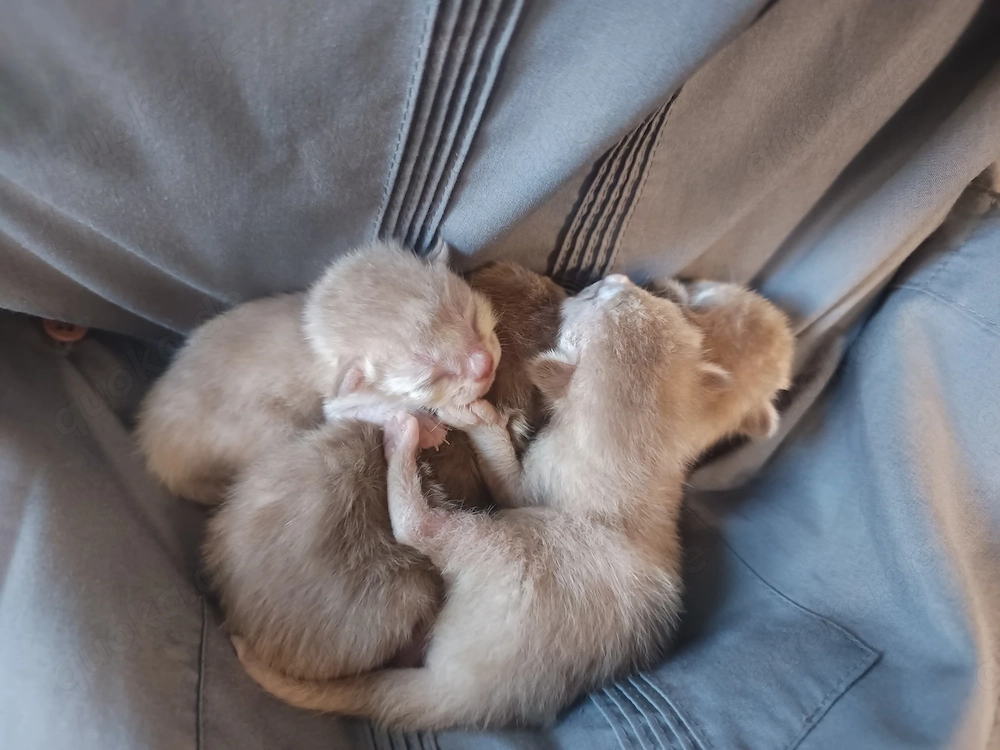 Singapura Siam Mix Kitten Kätzchen kleine Katze